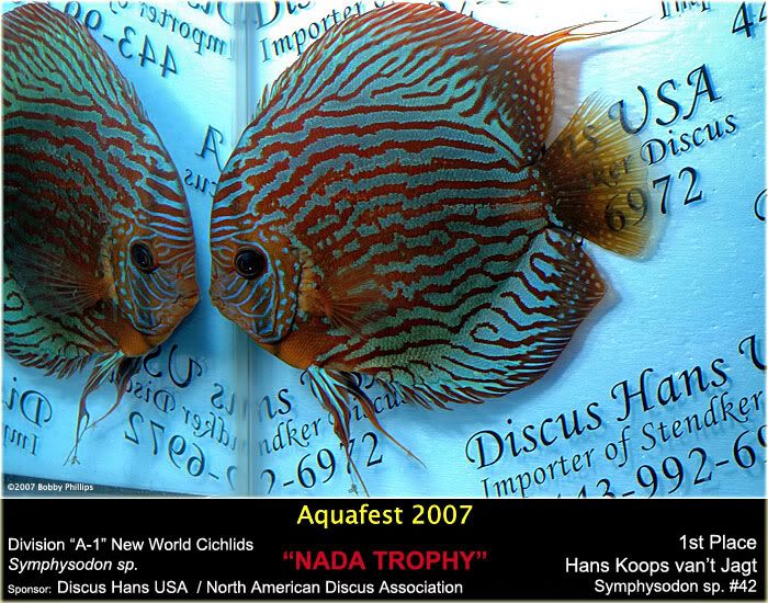 Turquoise Grand Champion? and your favorite Discus Champions?